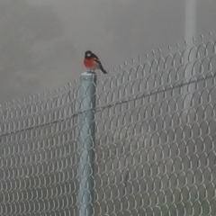 Petroica boodang (Scarlet Robin) at Jerrabomberra, ACT - 11 Jun 2017 by liambanyer