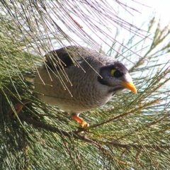 Manorina melanocephala (Noisy Miner) at Greenway, ACT - 12 Jun 2017 by MatthewFrawley