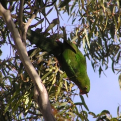 Alisterus scapularis (Australian King-Parrot) at Greenway, ACT - 12 Jun 2017 by MatthewFrawley