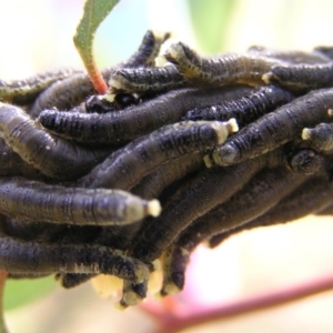 Perginae sp. (subfamily) at Greenway, ACT - 12 Jun 2017