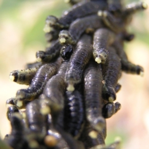 Perginae sp. (subfamily) at Greenway, ACT - 12 Jun 2017