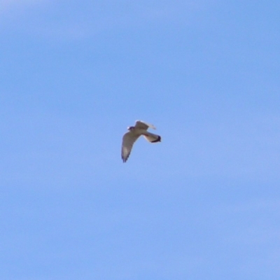 Falco cenchroides (Nankeen Kestrel) at Greenway, ACT - 12 Jun 2017 by MatthewFrawley