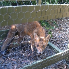 Vulpes vulpes (Red Fox) at Hughes, ACT - 31 Dec 1979 by ruthkerruish