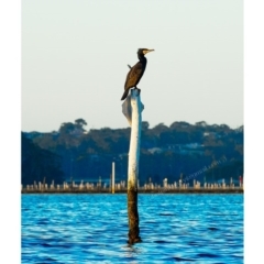 Phalacrocorax carbo (Great Cormorant) at Millingandi, NSW - 10 Jun 2017 by JulesPhotographer