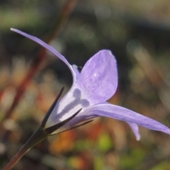 Wahlenbergia stricta subsp. stricta (Tall Bluebell) at Kambah, ACT - 11 Jun 2017 by MichaelBedingfield