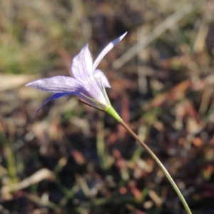 Wahlenbergia stricta subsp. stricta at Kambah, ACT - 11 Jun 2017