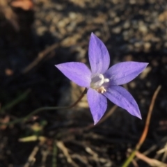 Wahlenbergia stricta subsp. stricta at Kambah, ACT - 11 Jun 2017