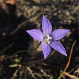 Wahlenbergia stricta subsp. stricta at Kambah, ACT - 11 Jun 2017