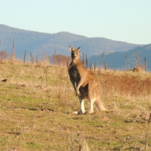 Macropus giganteus at Kambah, ACT - 11 Jun 2017