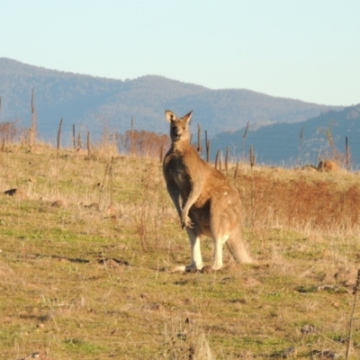 Macropus giganteus (Eastern Grey Kangaroo) at Kambah, ACT - 11 Jun 2017 by MichaelBedingfield