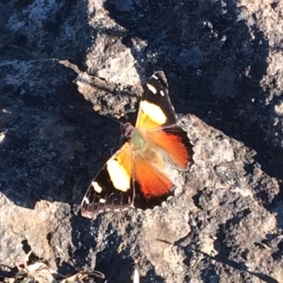 Vanessa itea (Yellow Admiral) at Mount Painter - 11 Jun 2017 by NickiTaws