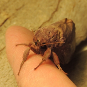 Oxycanus silvanus at Conder, ACT - 9 Jun 2017