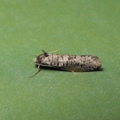 Lepidoscia adelopis, annosella and similar species (A Case moth) at Conder, ACT - 2 Apr 2017 by michaelb