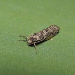 Lepidoscia adelopis, annosella and similar species at Conder, ACT - 2 Apr 2017