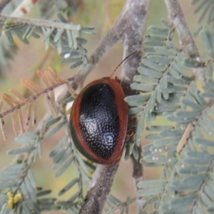 Dicranosterna immaculata at Paddys River, ACT - 28 Dec 2016