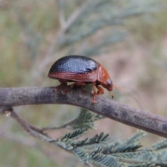 Dicranosterna immaculata (Acacia leaf beetle) at Gigerline Nature Reserve - 28 Dec 2016 by MichaelBedingfield