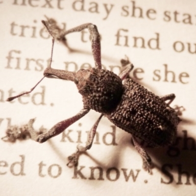 Orthorhinus cylindrirostris (Elephant Weevil) at Barragga Bay, NSW - 20 Mar 2017 by narelle