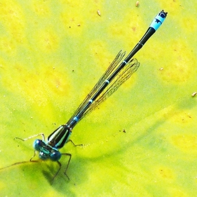 Austroagrion watsoni (Eastern Billabongfly) at Barragga Bay, NSW - 29 Mar 2017 by narelle