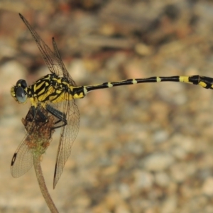 Austrogomphus cornutus at Tennent, ACT - 28 Dec 2016 07:03 PM