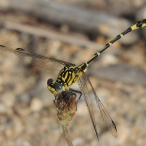 Austrogomphus cornutus at Tennent, ACT - 28 Dec 2016