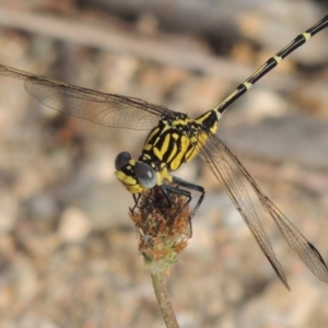 Austrogomphus cornutus at Tennent, ACT - 28 Dec 2016 07:03 PM