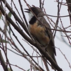 Pachycephala rufiventris (Rufous Whistler) at Tennent, ACT - 28 Dec 2016 by michaelb