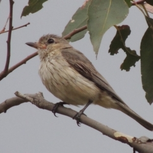 Pachycephala rufiventris at Tennent, ACT - 24 Jan 2015