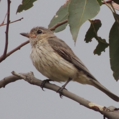 Pachycephala rufiventris (Rufous Whistler) at Tennent, ACT - 24 Jan 2015 by michaelb