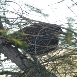 Gallirallus philippensis at Fyshwick, ACT - 13 Jun 2017