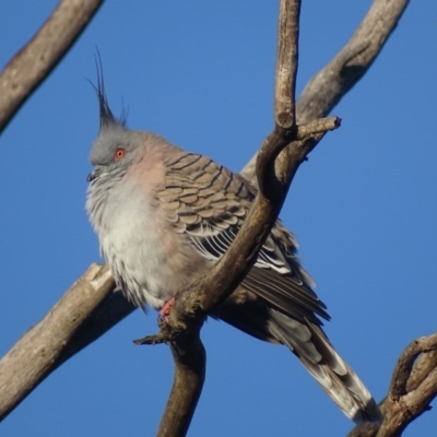 Ocyphaps lophotes (Crested Pigeon) at Fyshwick, ACT - 12 Jun 2017 by roymcd