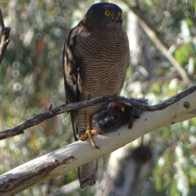 Tachyspiza fasciata (Brown Goshawk) at Red Hill, ACT - 13 Jun 2017 by roymcd