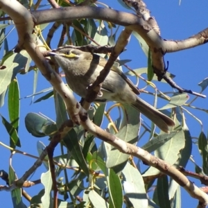 Caligavis chrysops at Symonston, ACT - 13 Jun 2017 03:15 PM