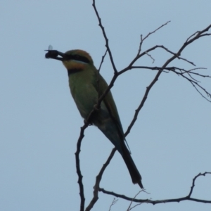 Merops ornatus at Tennent, ACT - 28 Dec 2016