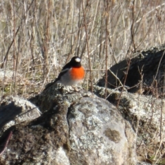 Petroica boodang (Scarlet Robin) at Isaacs Ridge - 14 Jun 2017 by Mike