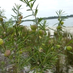 Gomphocarpus physocarpus (Balloon Cotton Bush) at Bingie, NSW - 9 Jun 2017 by CCPK