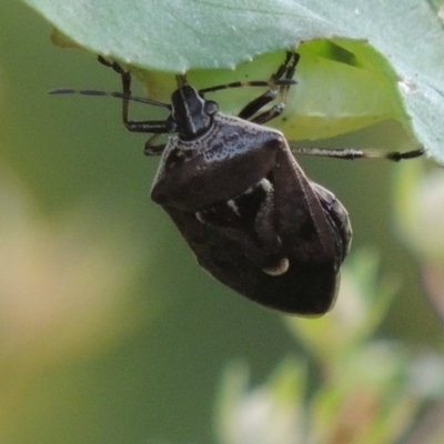 Cermatulus nasalis (Predatory shield bug, Glossy shield bug) at Tennent, ACT - 28 Dec 2016 by michaelb