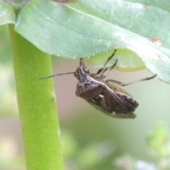 Cermatulus nasalis at Tennent, ACT - 28 Dec 2016