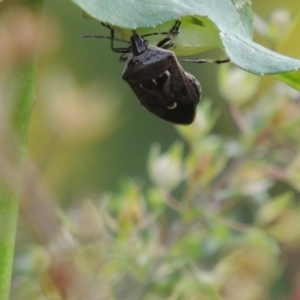 Cermatulus nasalis at Tennent, ACT - 28 Dec 2016