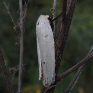 Maroga melanostigma at Tennent, ACT - 28 Dec 2016 07:25 PM