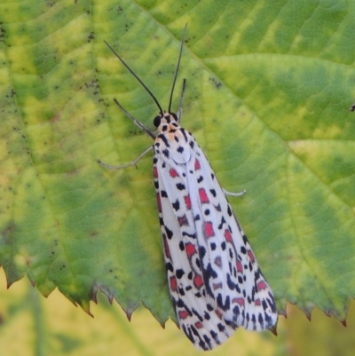 Utetheisa pulchelloides (Heliotrope Moth) at Tennent, ACT - 28 Dec 2016 by michaelb