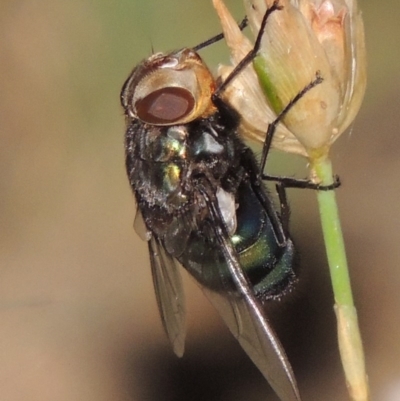 Rutilia (Chrysorutilia) sp. (genus & subgenus) (A Bristle Fly) at Gigerline Nature Reserve - 28 Dec 2016 by MichaelBedingfield
