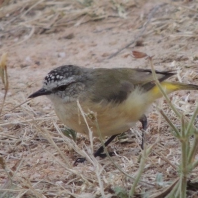 Acanthiza chrysorrhoa (Yellow-rumped Thornbill) at Tennent, ACT - 27 Dec 2016 by michaelb