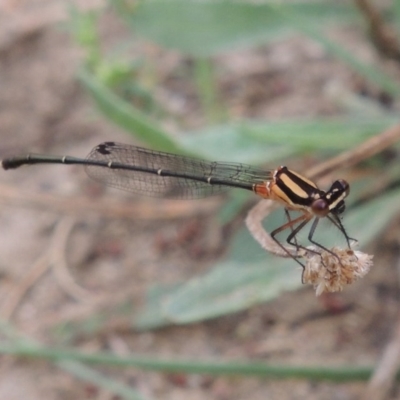 Nososticta solida (Orange Threadtail) at Tennent, ACT - 28 Dec 2016 by michaelb