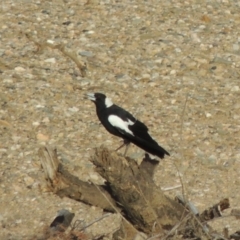 Gymnorhina tibicen (Australian Magpie) at Gigerline Nature Reserve - 28 Dec 2016 by MichaelBedingfield