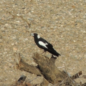 Gymnorhina tibicen at Tennent, ACT - 28 Dec 2016