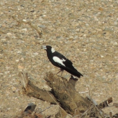 Gymnorhina tibicen (Australian Magpie) at Tennent, ACT - 28 Dec 2016 by michaelb