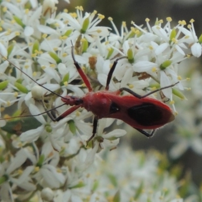 Gminatus australis (Orange assassin bug) at Tennent, ACT - 28 Dec 2016 by michaelb