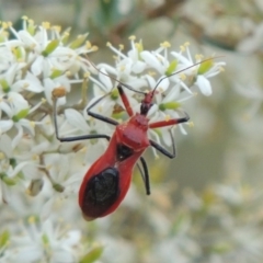 Gminatus australis at Tennent, ACT - 28 Dec 2016 07:57 PM