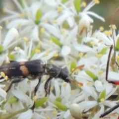 Eleale pulchra (Clerid beetle) at Tennent, ACT - 28 Dec 2016 by michaelb