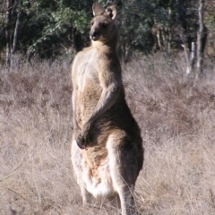 Macropus giganteus (Eastern Grey Kangaroo) at Greenway, ACT - 14 Jun 2017 by MatthewFrawley